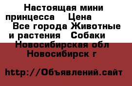 Настоящая мини принцесса  › Цена ­ 25 000 - Все города Животные и растения » Собаки   . Новосибирская обл.,Новосибирск г.